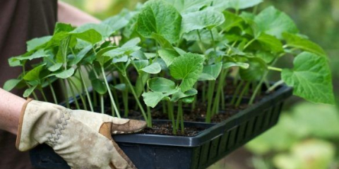 Jak zpracovávat rajčata, paprika a okurky, když vystoupí v otevřeném místě